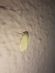 Artaxa