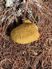 Buchwaldoboletus lignicola