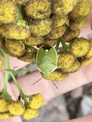 Chlorochroa persimilis