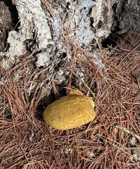 Buchwaldoboletus lignicola