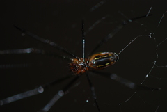 Leucauge granulata