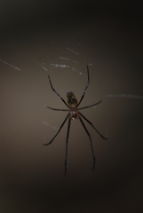 Leucauge granulata