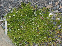 Arenaria serpens