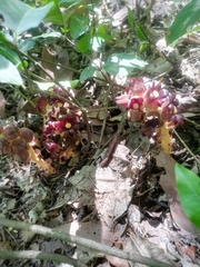 Bdallophytum americanum