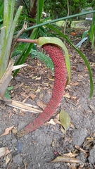 Anthurium yanacochense