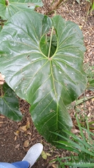 Anthurium yanacochense