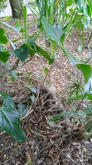 Anthurium yanacochense