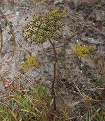 Annesorhiza macrocarpa