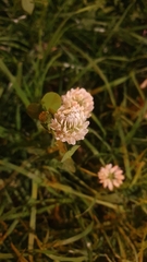 Trifolium hybridum