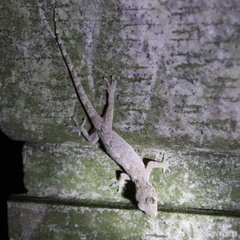 Gekko chinensis
