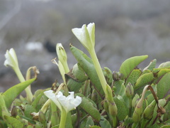 Ipomoea habeliana