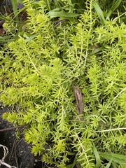Sedum mexicanum