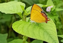 Heliophorini