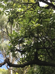 Psychotria mariniana