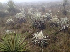 Espeletia grandiflora
