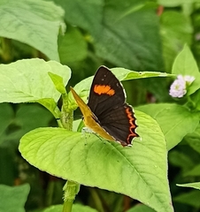 Heliophorini