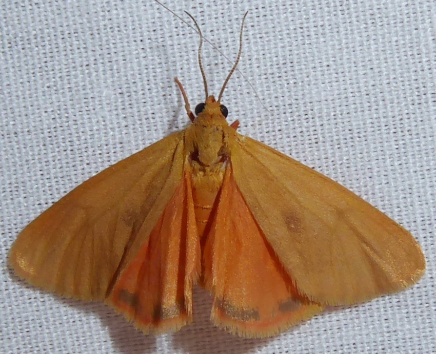 Virbia fragilis