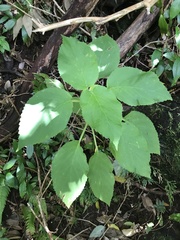 Cyrtandra sandwicensis