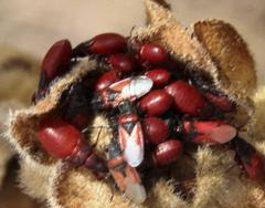 Oxycarenus annulipes