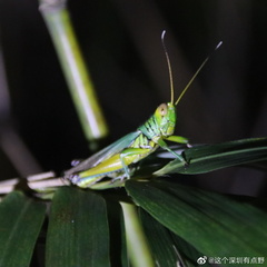 Hieroglyphus tonkinensis