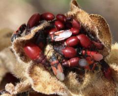Oxycarenus annulipes
