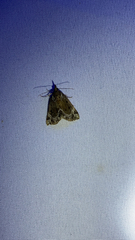Hypena abalienalis