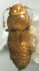 Ptinella bitumida