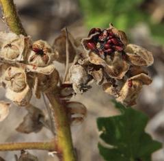 Oxycarenus annulipes