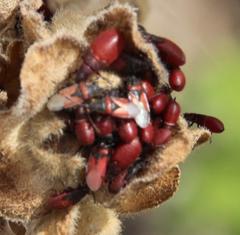 Oxycarenus annulipes