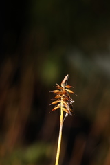 Carex cephalotes