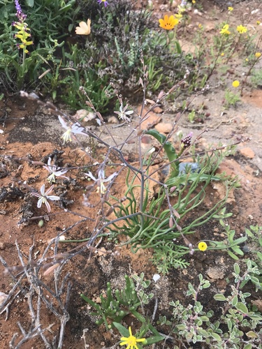 Trachyandra jacquiniana