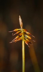 Carex cephalotes