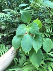 Cyrtandra sandwicensis