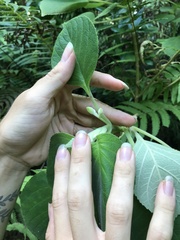 Cyrtandra sandwicensis