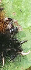 Hypocreomycetidae