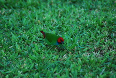 Erythrura pealii