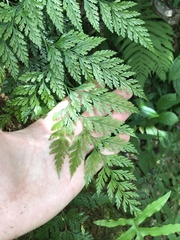 Davallia fejeensis
