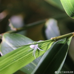 Philodromus auricomus