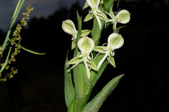 Habenaria castroi