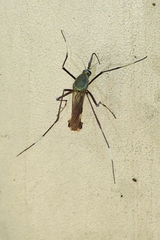 Toxorhynchites splendens