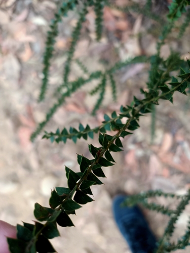 Acacia hubbardiana, photograph 3