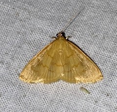 Ecpyrrhorrhoe puralis