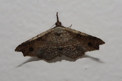 Philogethes metableta