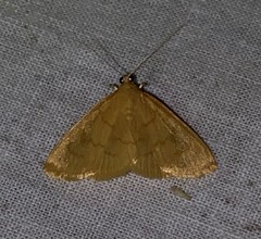Ecpyrrhorrhoe puralis