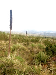 Puya goudotiana