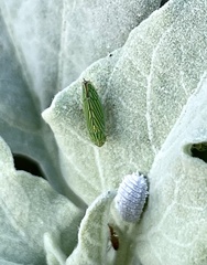 Graphocephala cythura