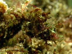 Idiotropiscis lumnitzeri