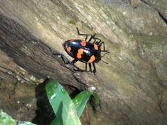 Scaphidomorphus bosci
