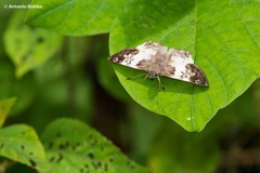 Polyctor cleta