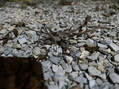 Paradrymadusa galitzini